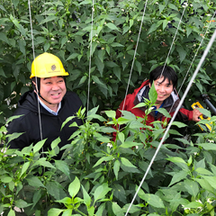 遠野の新しい定番野菜を目指して栽培を始めた遠野パドロン。オランダ式のハウス栽培の様子をご覧いただいたり、収穫体験ができることもあります。収穫体験にご興味がおありの方は、季節などにより実施不可能な場合もございますので、お問い合わせくださいませ。